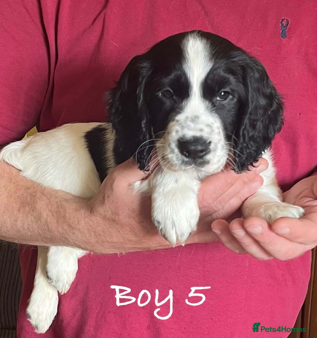 Cocker Spaniel dogs Exceptional KC Working Cocker Spaniel Puppies - Advert 2