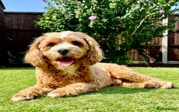 Cavapoo dogs for sale: F1 waiting list open. Heart/eye tested parents - Image 9