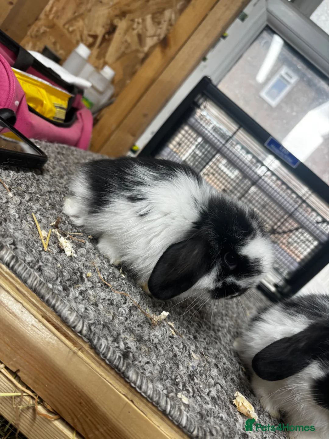 Mini Lop rabbits for sale: Baby MiniLops BRC rung and Vaccianted  - Advert 2