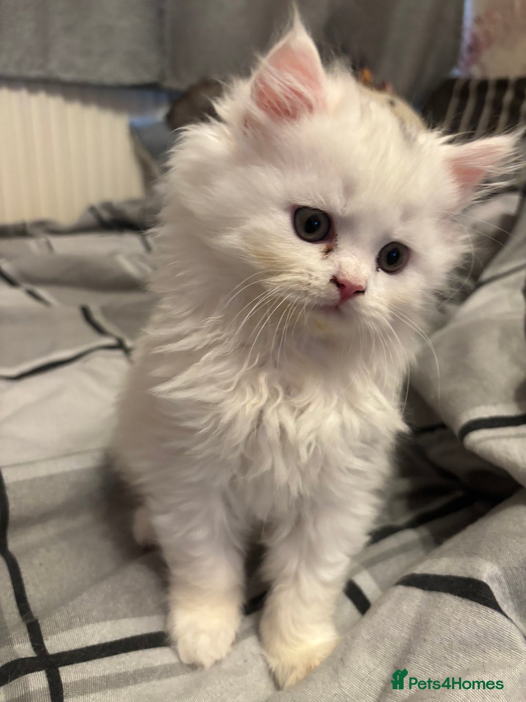 Persian cats for sale: Persian kittens for sale - Image 24