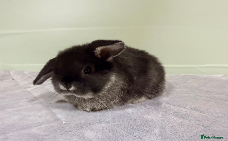 Mini Lop rabbits - Advert 1