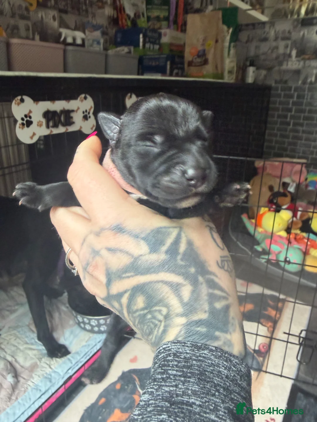 Staffordshire Bull Terrier dogs for sale: Staffordshire bull terrier puppies  - Advert 2