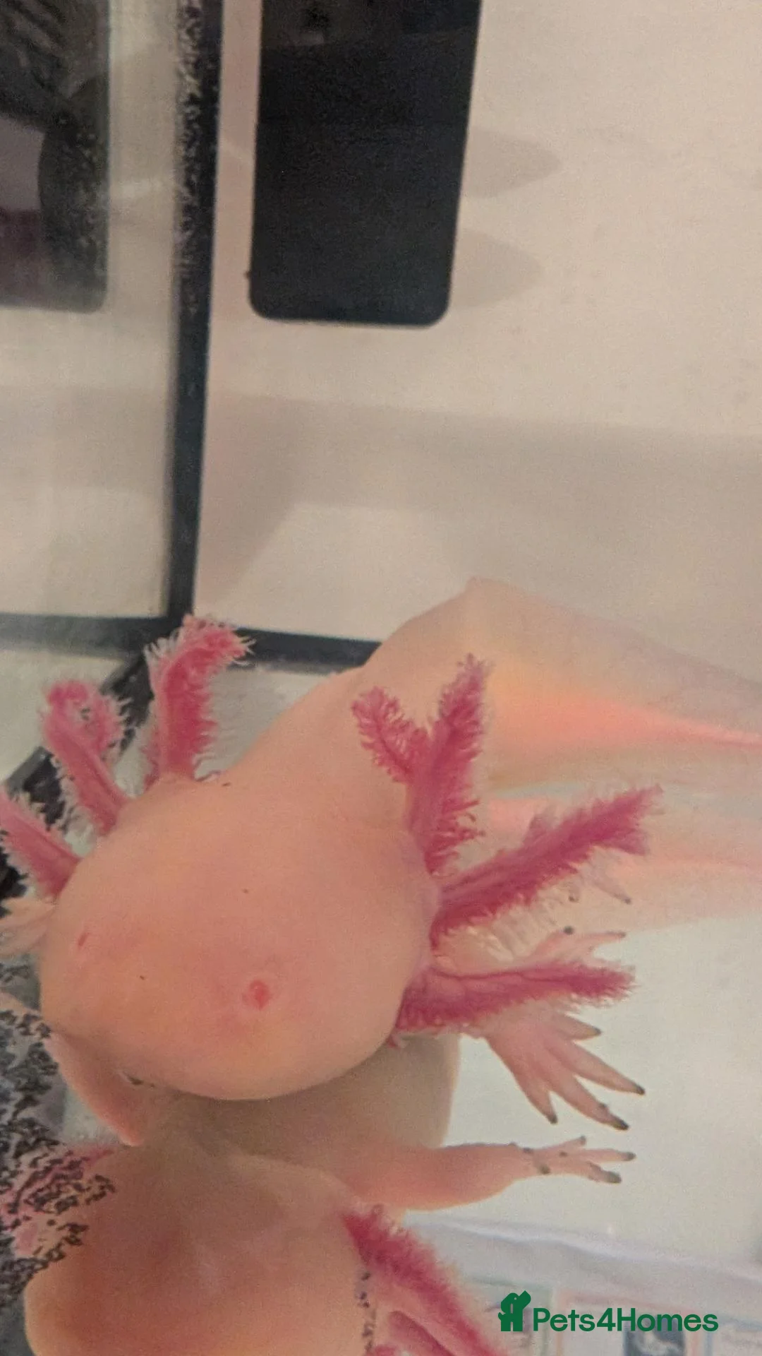 Axolotl reptiles for sale: Leucistic Axolotl - Advert 2