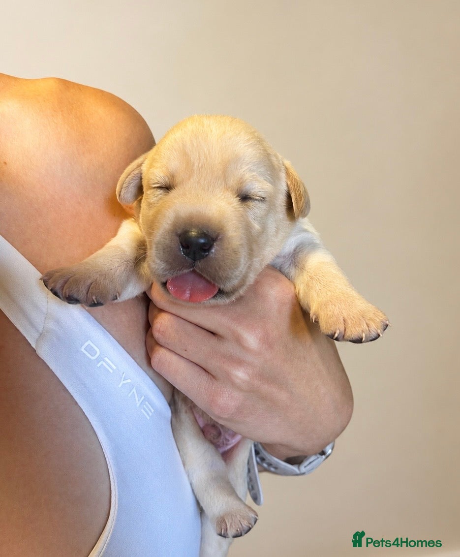 Labrador Retriever dogs Show bred Labrador puppies (parents health tested) - Advert 15