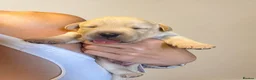 Labrador Retriever dogs for sale: Show bred Labrador puppies (parents health tested) - Advert 4