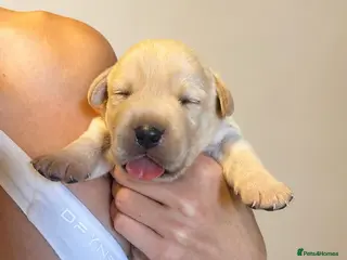 Labrador Retriever dogs Show bred Labrador puppies (parents health tested) - Advert 15
