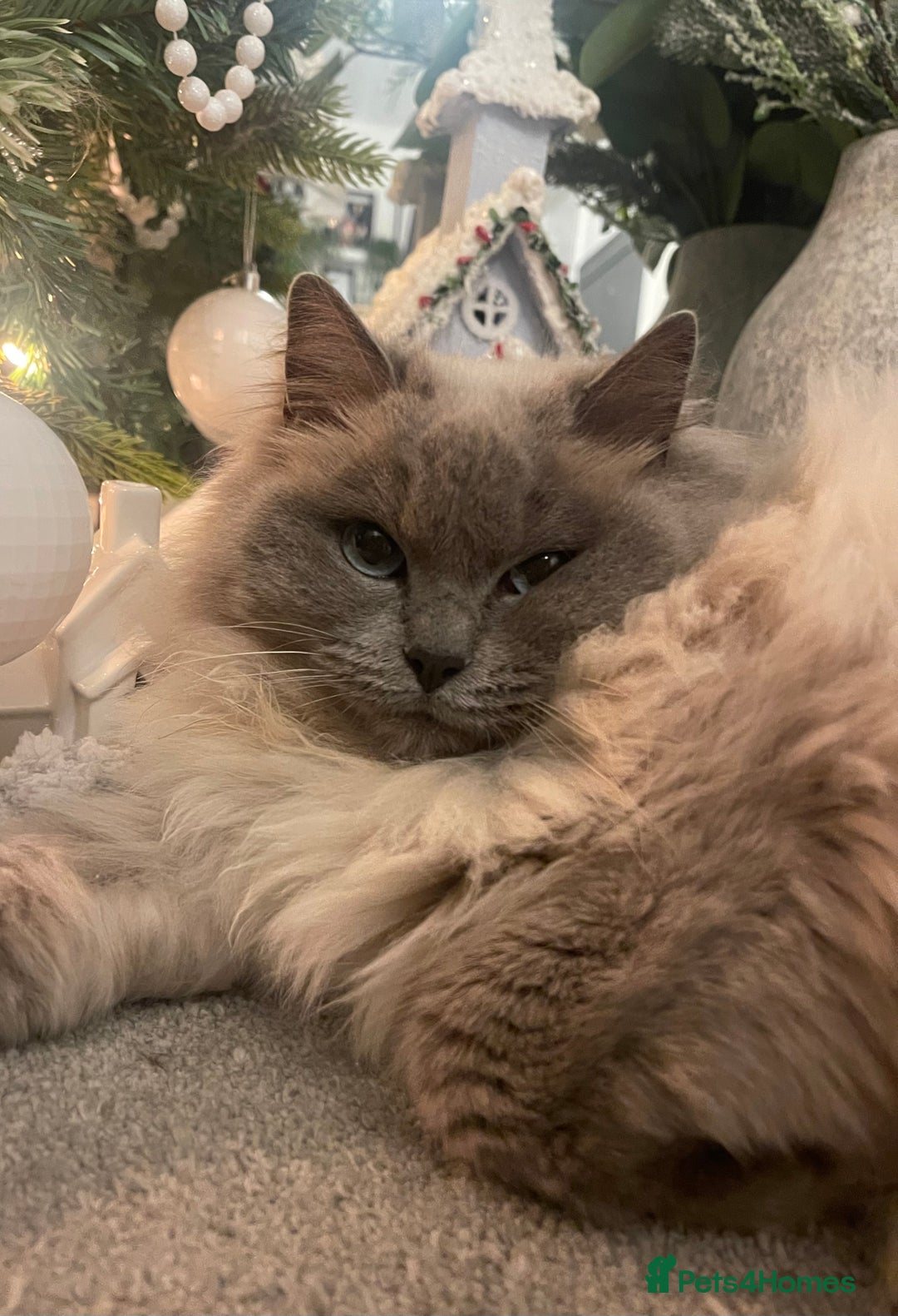 Ragdoll cats for sale: Pedigree Cherubim Blue Mink Ragdoll - Advert 2