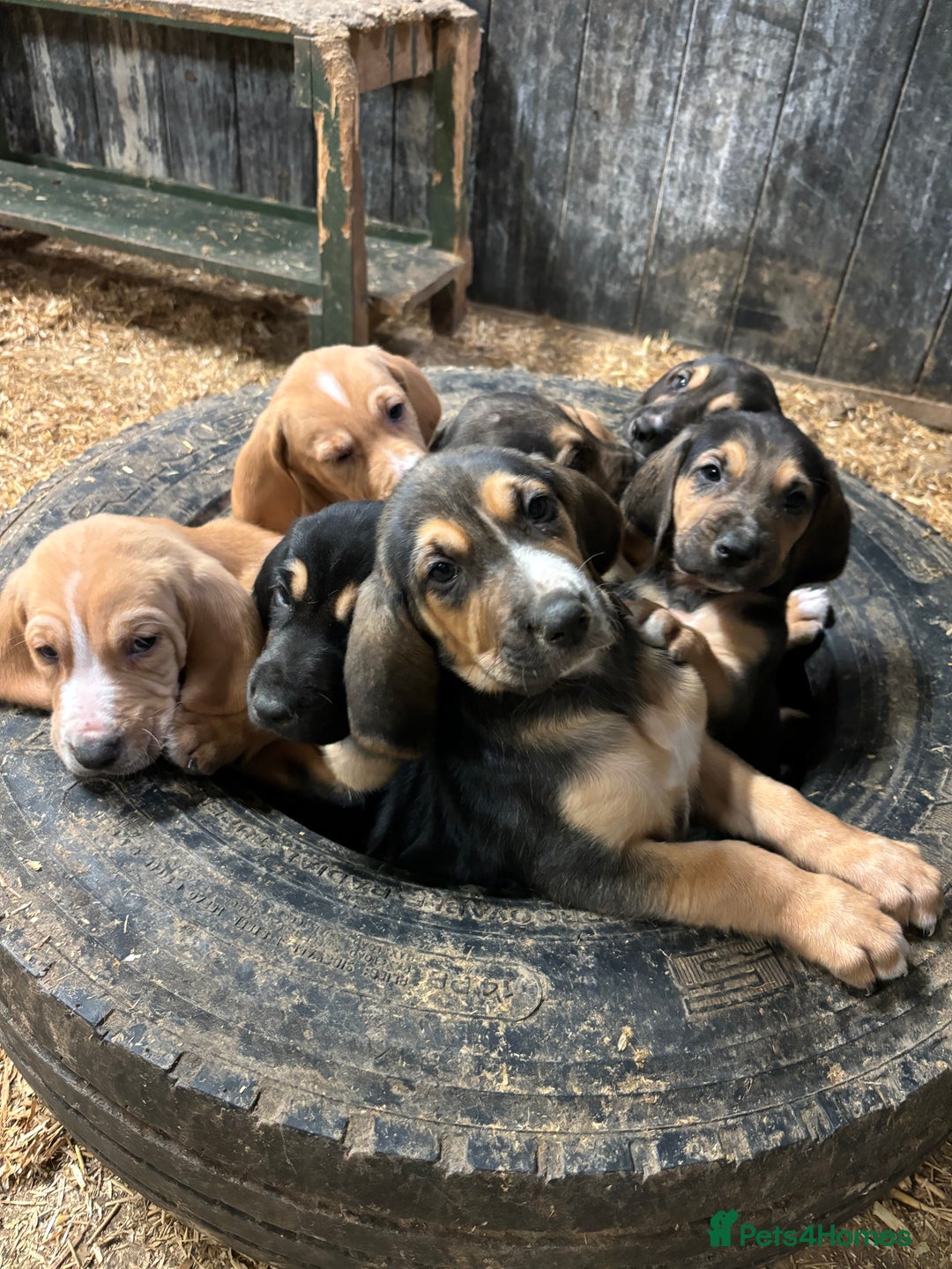 Bloodhound dogs for sale: Beautiful bloodhound puppies  - Image 9