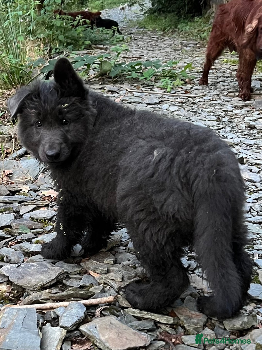 German Shepherd dogs for sale: OLD FASHION GSD PUPPIES DUE 8TH OCTOBER  - Image 4