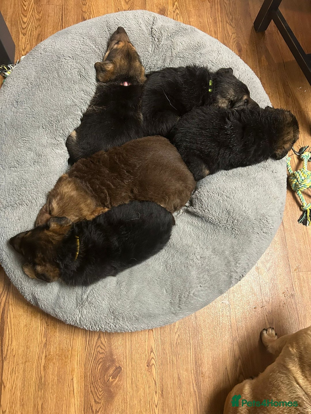 German Shepherd dogs for sale: German Shephard Puppy Female - Advert 5