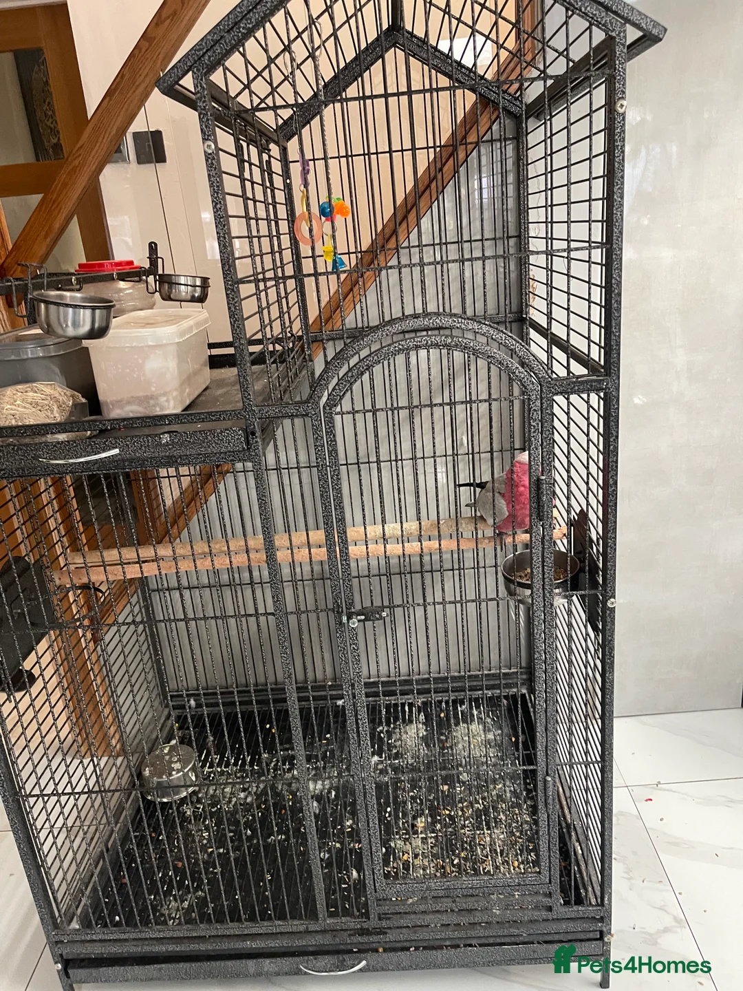 Cockatoo birds for sale: Galah cockatoo  - Advert 4