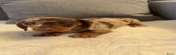 Miniature Dachshund dogs for sale: Miniature dachshunds  - Advert 26