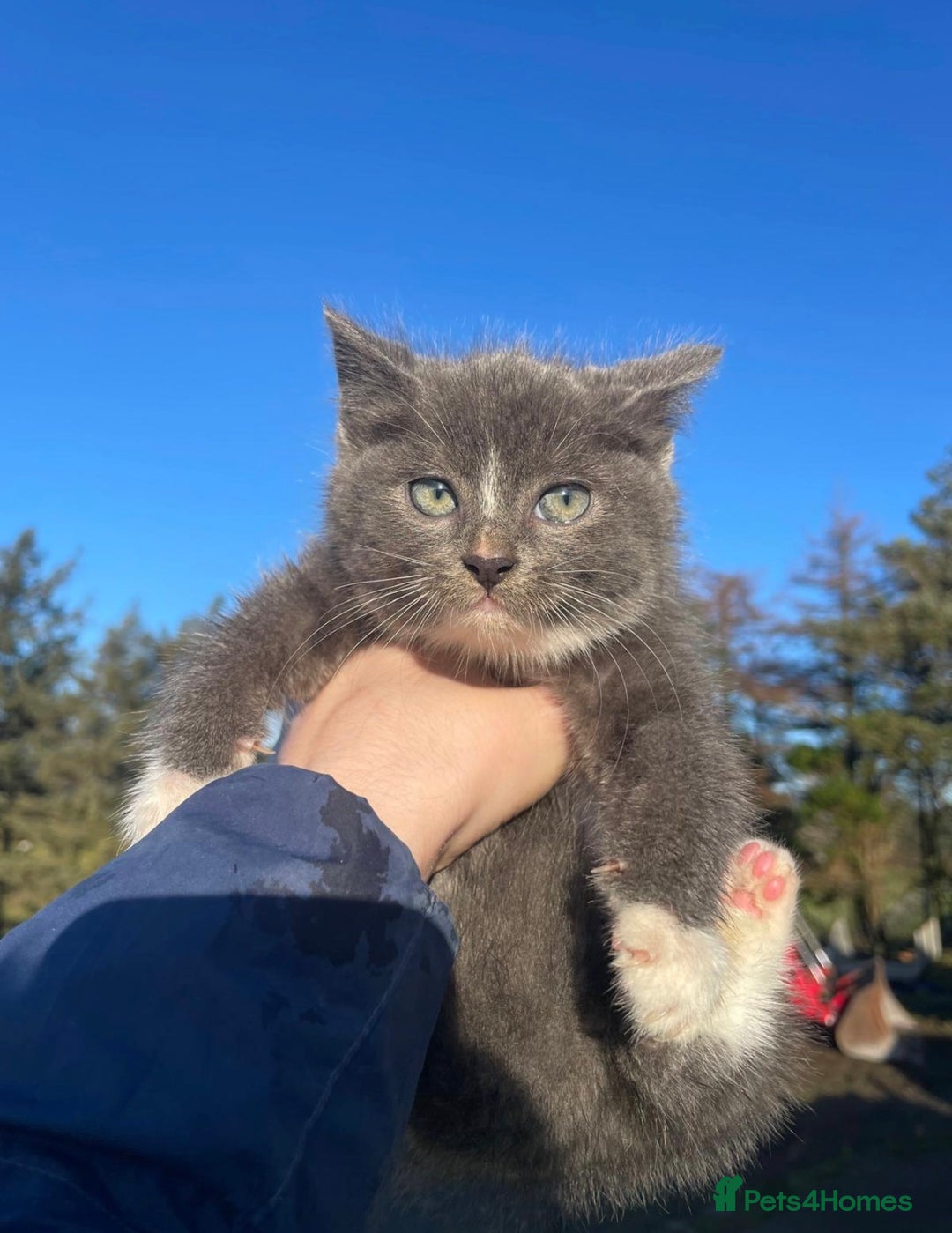 Mixed Breed cats for sale: 4 Farm cats - Advert 2