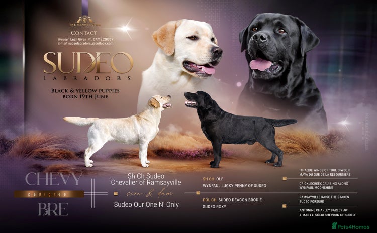 Labrador Retriever dogs - Advert 8