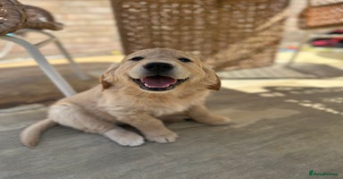 Golden Retriever dogs in Shrewsbury - Advert 6