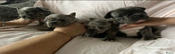 French Bulldog dogs for sale: Stunning litter of merle frenchies - Advert 4