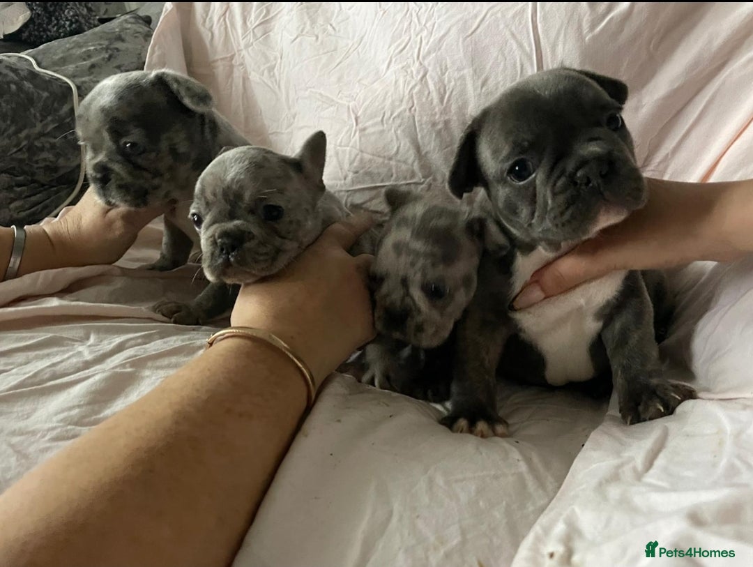 French Bulldog dogs for sale: Stunning litter of merle frenchies - Advert 4