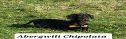 Miniature Dachshund dogs for stud: MINIATURE DACHSHUND SMOOTH STUD DOG - Advert 1