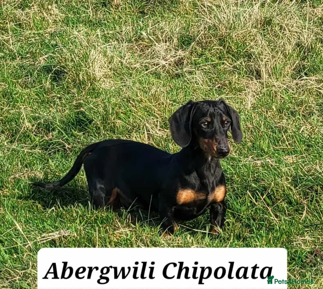 Miniature Dachshund dogs for stud: MINIATURE DACHSHUND SMOOTH STUD DOG - Advert 1