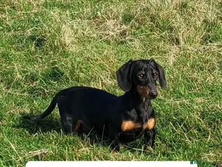 Miniature Dachshund dogs MINIATURE DACHSHUND SMOOTH STUD DOG - Advert 1