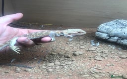Lizard reptiles for sale: Baby rankin  - Image 2