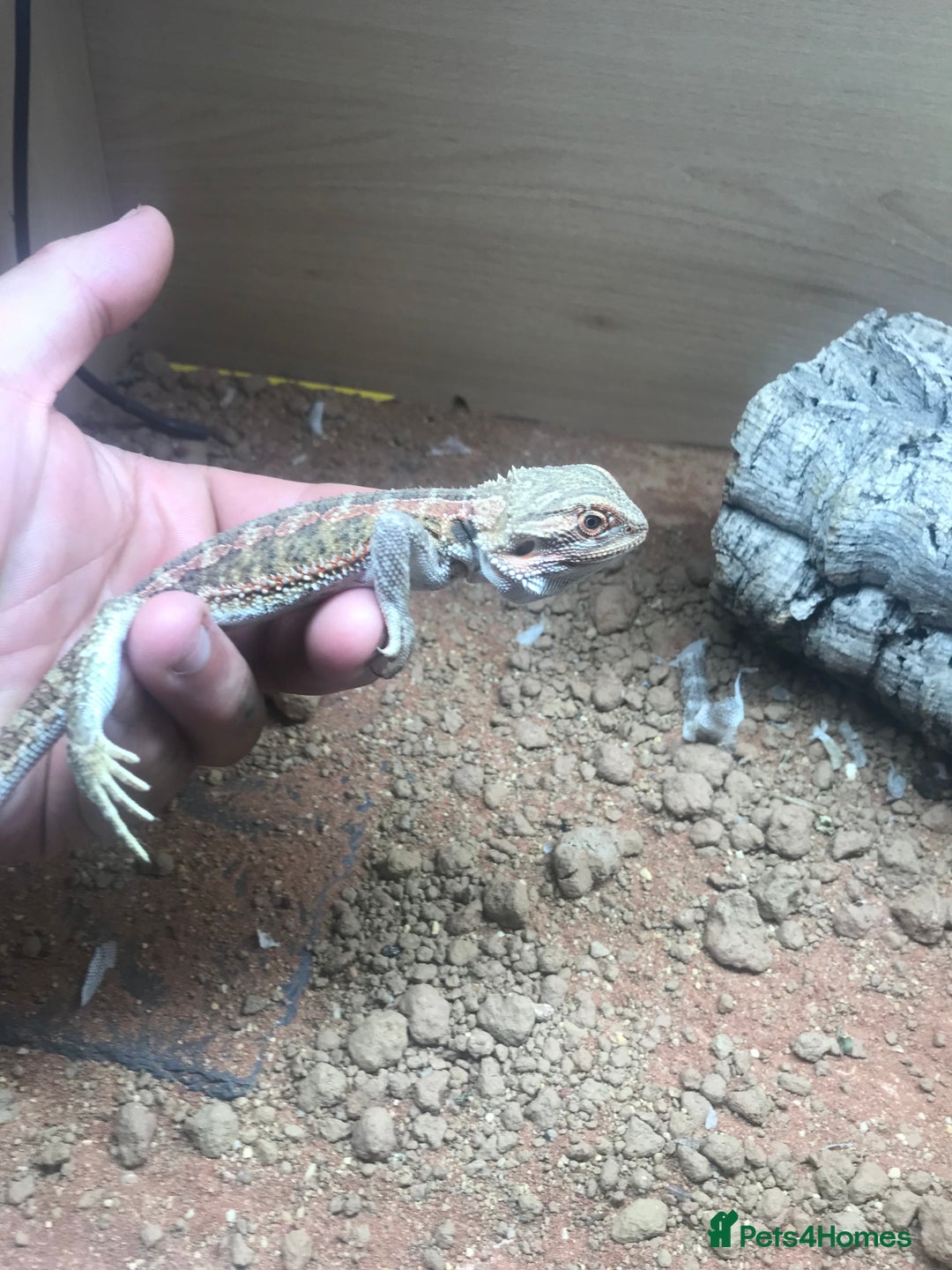 Lizard reptiles for sale: Baby rankin  - Image 2