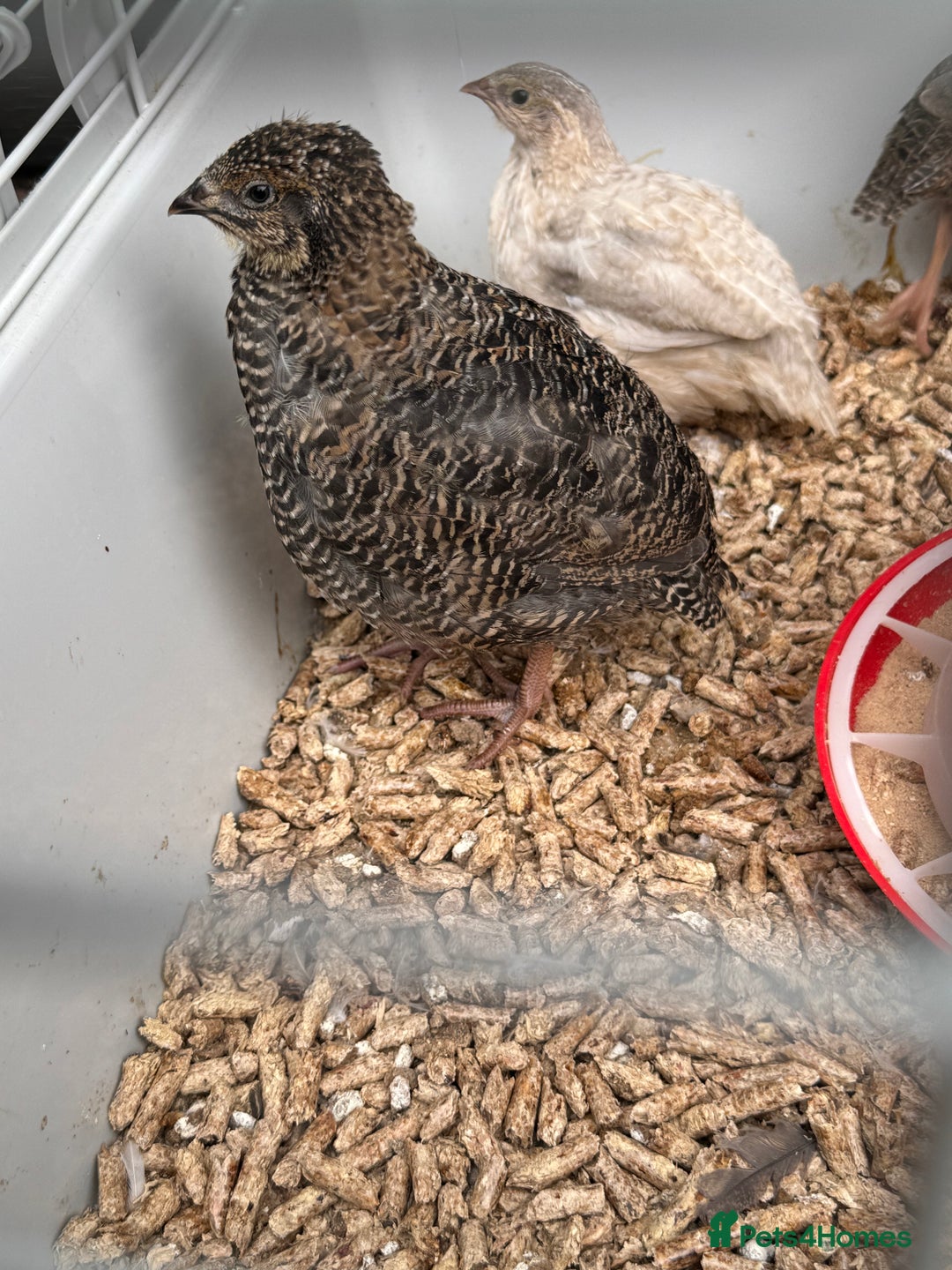 Quail poultry for sale: 4 1/2 week old mix of coturnix quails - Image 11