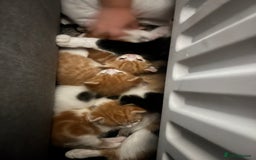 Mixed Breed cats for sale: Kittys kittens  - Image 1