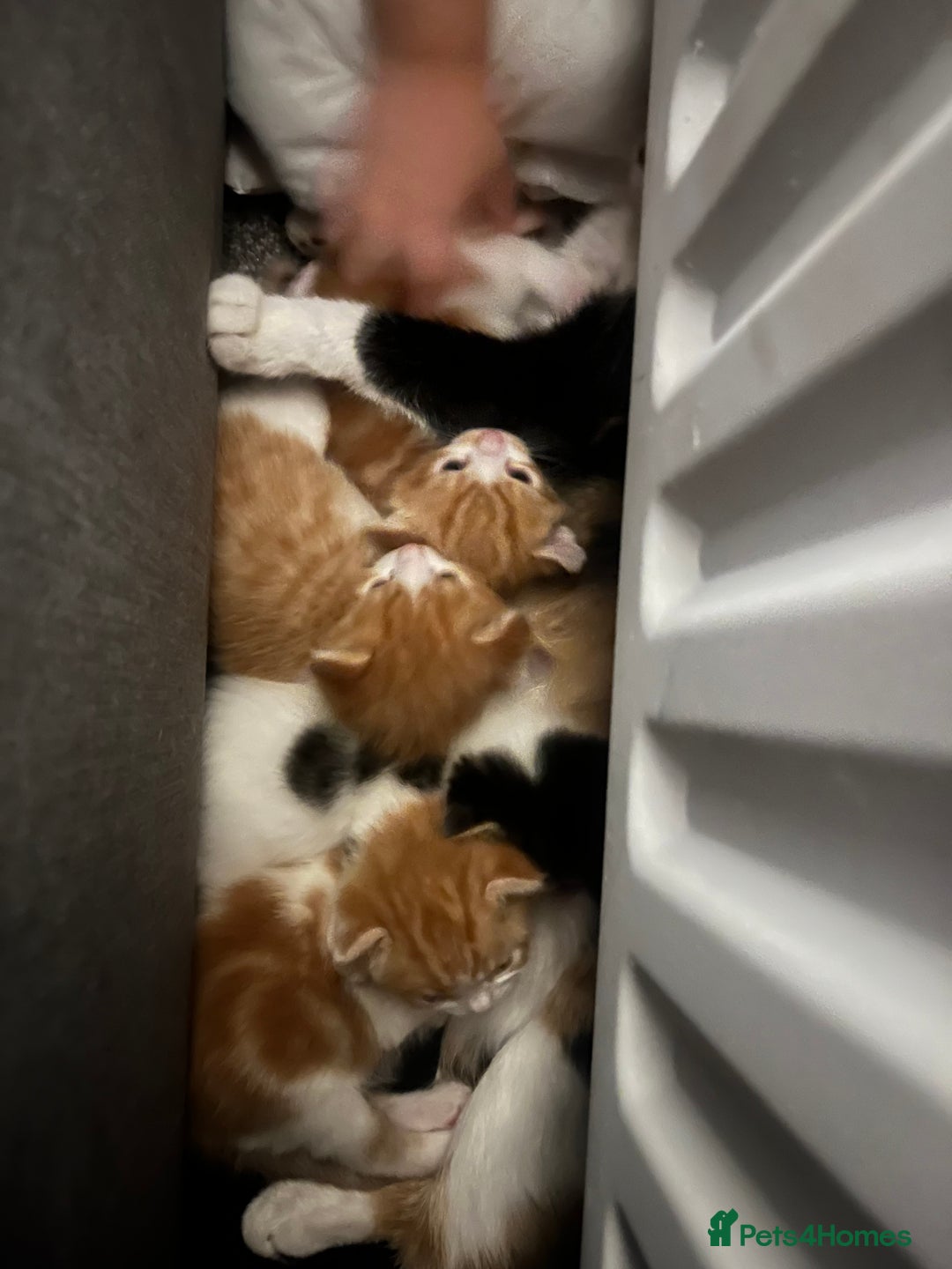 Mixed Breed cats for sale: Kittys kittens  - Image 1
