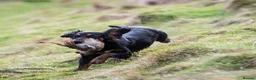 Cocker Spaniel dogs for sale: Working Cocker Spaniel Puppies - Advert 11