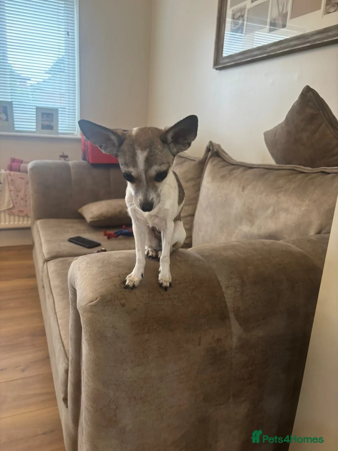 Mixed Breed dogs for sale: X2 jackawas in Durham - Advert 2