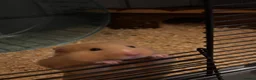 Hamster rodents for sale: Syrian Hamster (Draco) for rehome - Advert 3