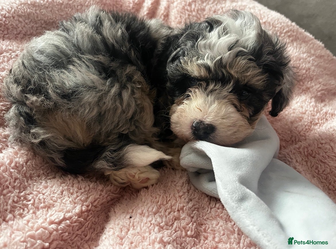 Maltipoo dogs 1 Merle boy left- Ready to leave   - Advert 17