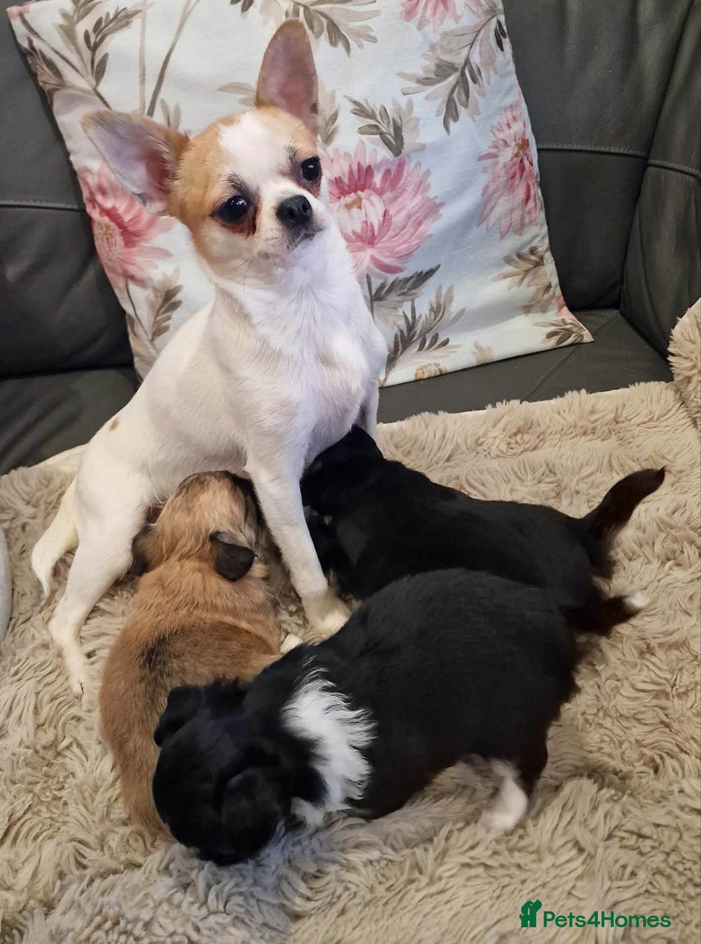 Chihuahua dogs KC Reg Chihuahua Puppy’s  - Advert 1