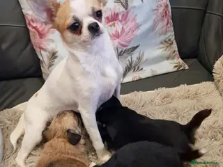 Chihuahua dogs KC Reg Chihuahua Puppy’s - Advert 1