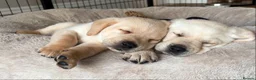 Labrador Retriever dogs for sale: KC Reg Labradors in Rochester - Advert 6