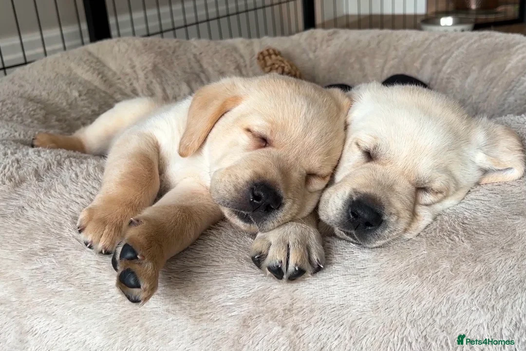 Labrador Retriever dogs for sale: KC Reg Labradors in Rochester - Advert 6