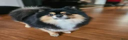 Pomeranian dogs for sale: Stunning Rare Merle Pomeranian– Ready Soon - Advert 10