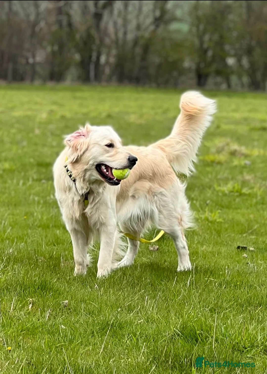 Golden Retriever dogs for sale: Health tested cream Golden Retriever pups - Advert 1