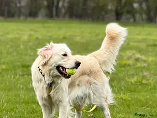 Golden Retriever dogs Health tested cream Golden Retriever pups - Advert 5