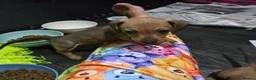 Dachshund dogs for sale: Dachshund  - Advert 19