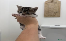 Mixed Breed cats for sale: Male & female kitten for sale  - Image 6