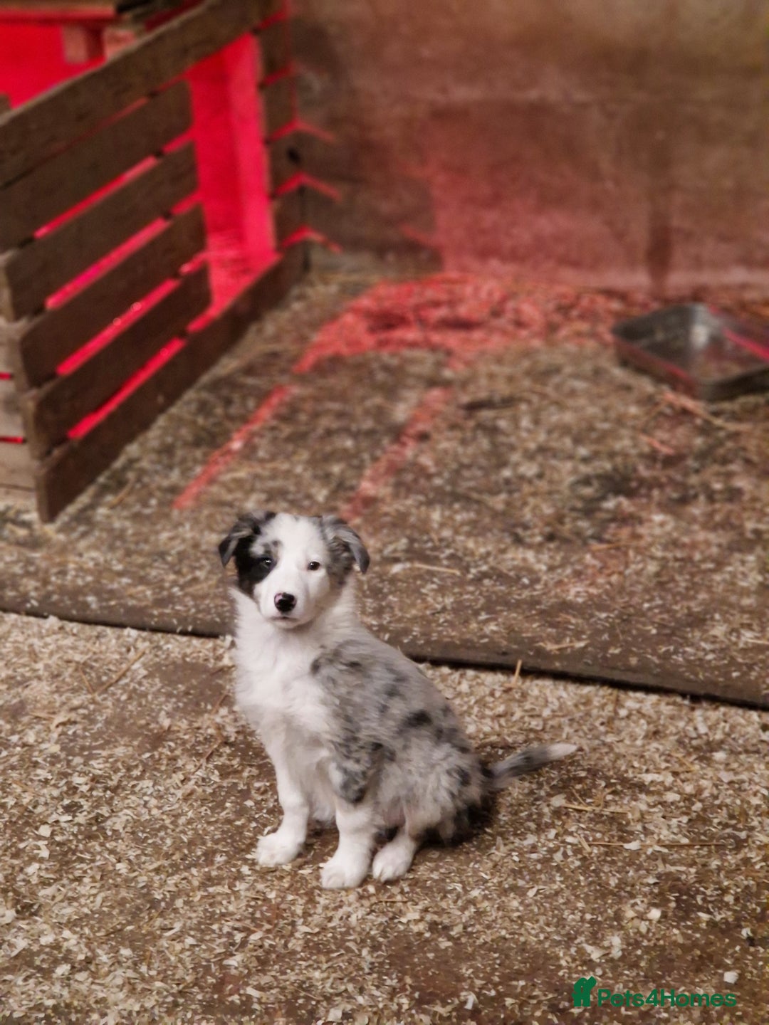 Border Collie dogs for sale: Border collie  pups  - Advert 4