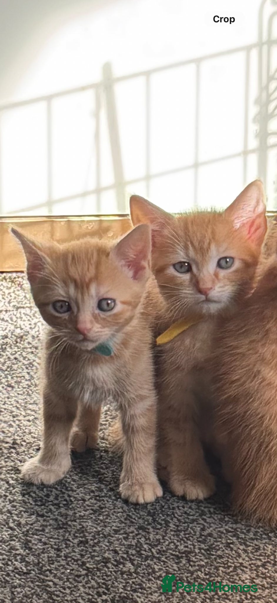 Mixed Breed cats Adorable Kittens Looking for Their Forever Homes - Advert 15