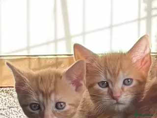 Mixed Breed cats Adorable Kittens Looking for Their Forever Homes - Advert 15