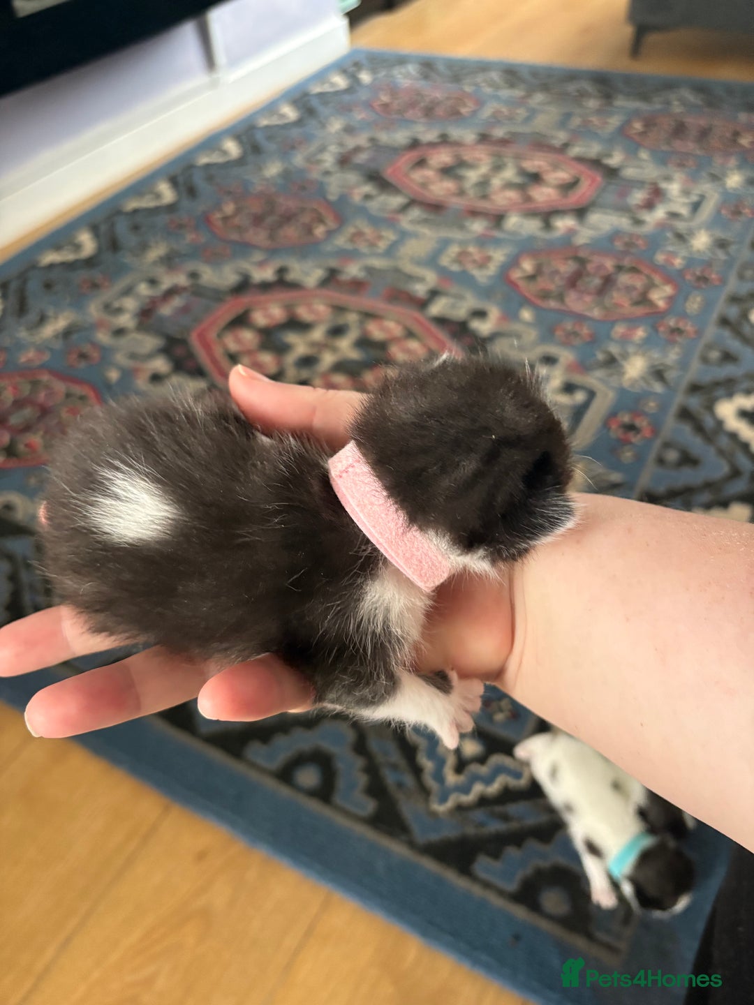 Ragdoll cats for sale: Ragdoll cross breed  - Image 5