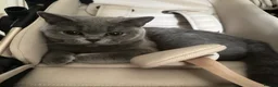 British Shorthair cats for sale: GCCF registered kitten - Advert 11