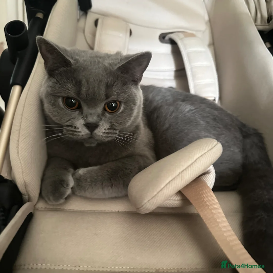 British Shorthair cats for sale: GCCF registered kitten - Advert 11