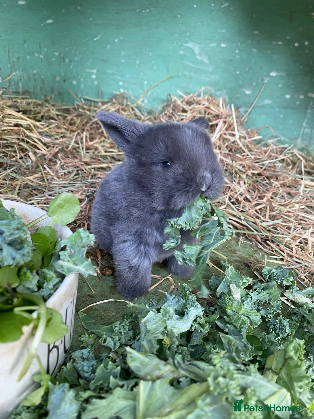 Mini Lop rabbits for sale: Baby lop bunnies  in Warrington - Advert 12