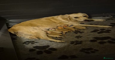 Golden Retriever dogs - Advert 7